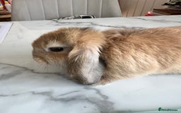 Mini Lop rabbits for sale: Beautiful mini lop rabbits - Image 5