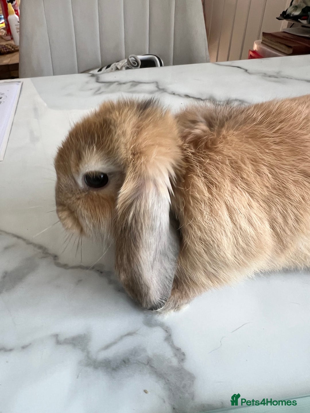 Mini Lop rabbits for sale: Beautiful mini lop rabbits - Image 5