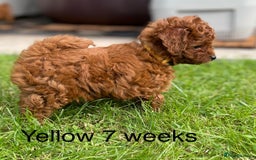 Toy Poodle dogs for sale: Asian Toy Poodle Puppies  - Image 23