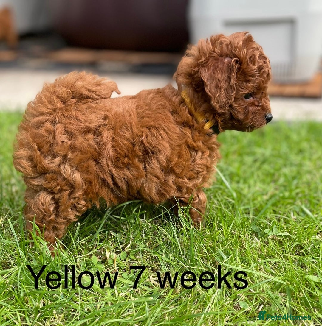 Toy Poodle dogs for sale: Asian Toy Poodle Puppies  - Image 23