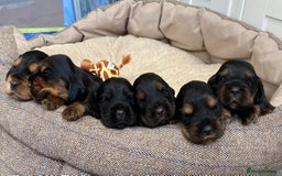 Cocker Spaniel dogs for sale: KC RIZI-BIZI show type European show champ lines - Image 1