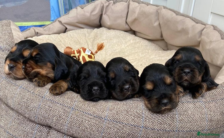 Cocker Spaniel dogs - Advert 4