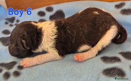 Standard Poodle dogs for sale: KC Reg Chocolate parti Standard Poodle puppies - Image 15