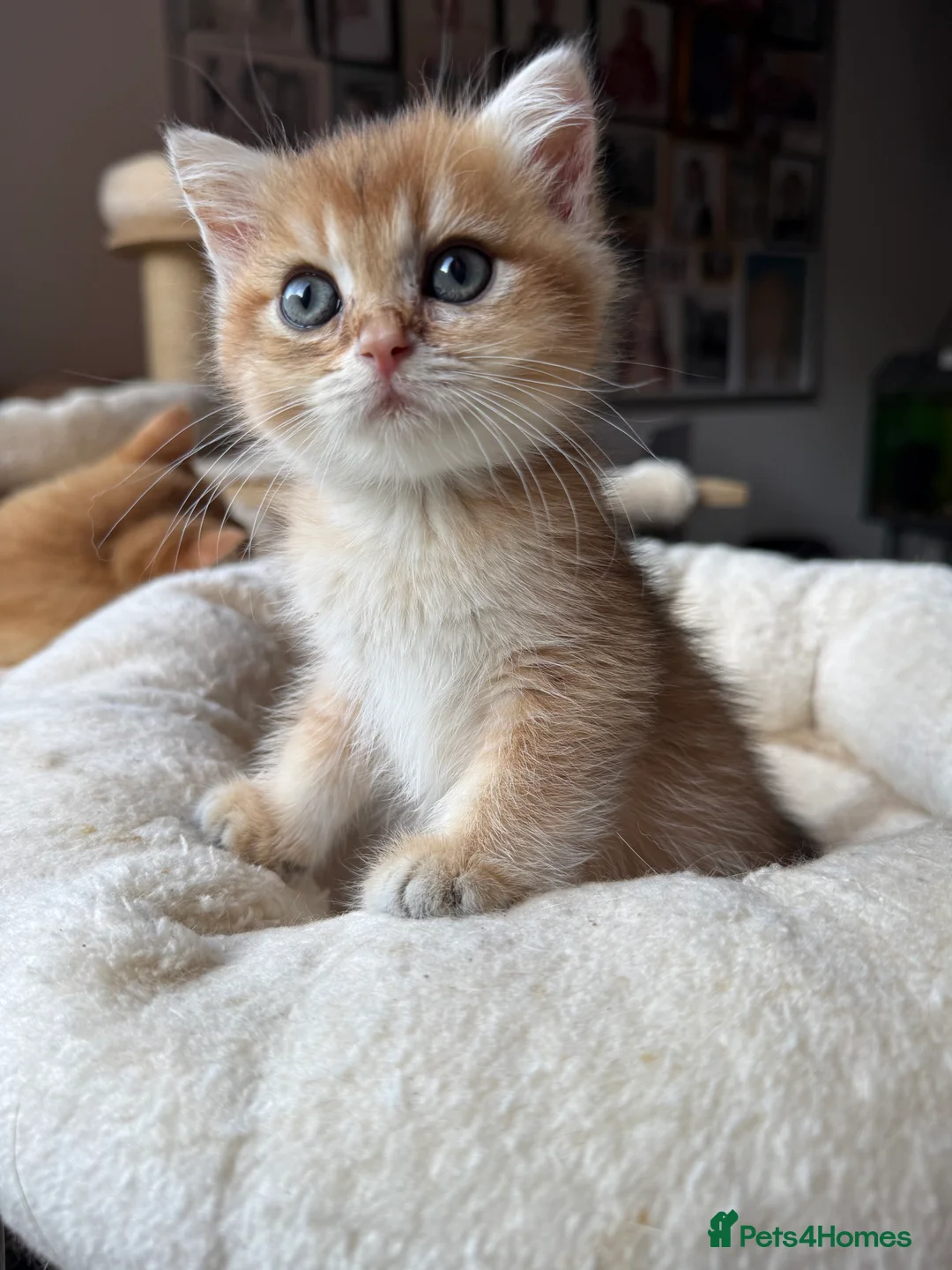 British Shorthair cats for sale: GCCF reg BSH Last Chocolate Gold Blue Eyes Female - Advert 19