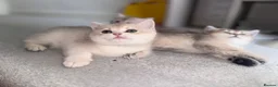 British Shorthair cats for sale: British shorthair  - Advert 10