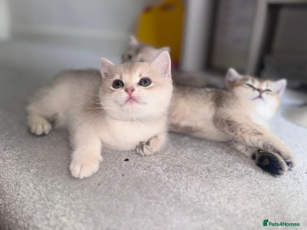 British Shorthair cats for sale: British shorthair  - Advert 10