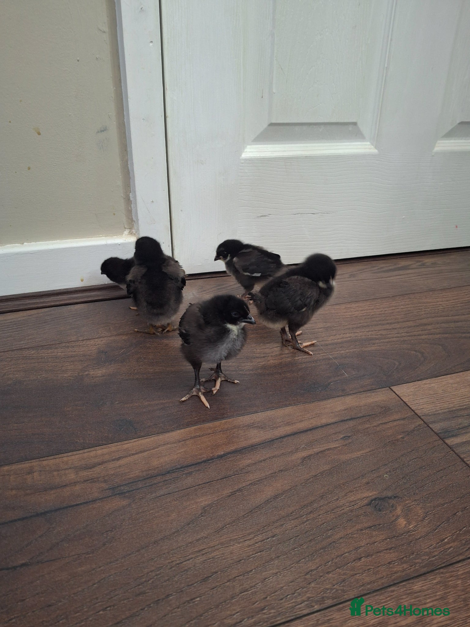 Chickens poultry 5 chicks - Advert 6