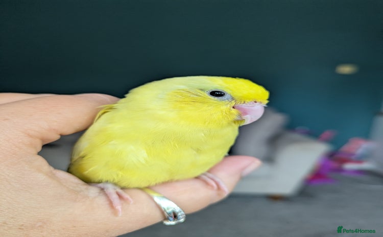 Parakeets birds - Advert 4