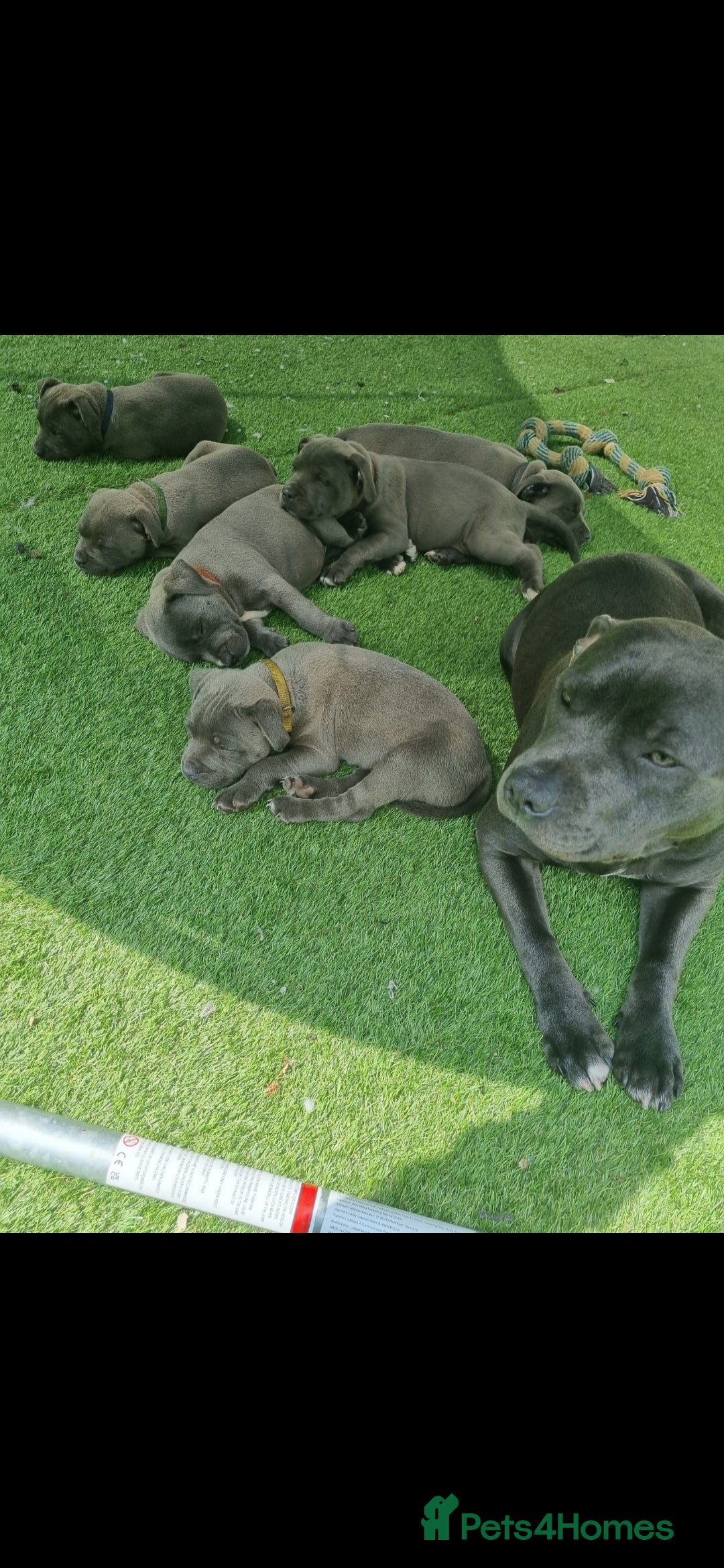Staffordshire Bull Terrier dogs for sale: KC KING FURY X KASSIUS DAUGHTER PUPS  - Advert 22