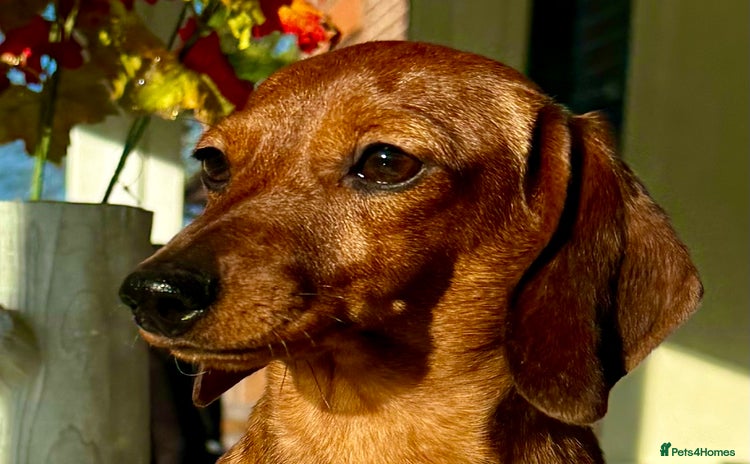 Miniature Dachshund dogs Daisy: The Little Dog They Tried to Forget - Advert 3