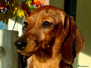 Miniature Dachshund dogs Daisy: The Little Dog They Tried to Forget - Advert 3