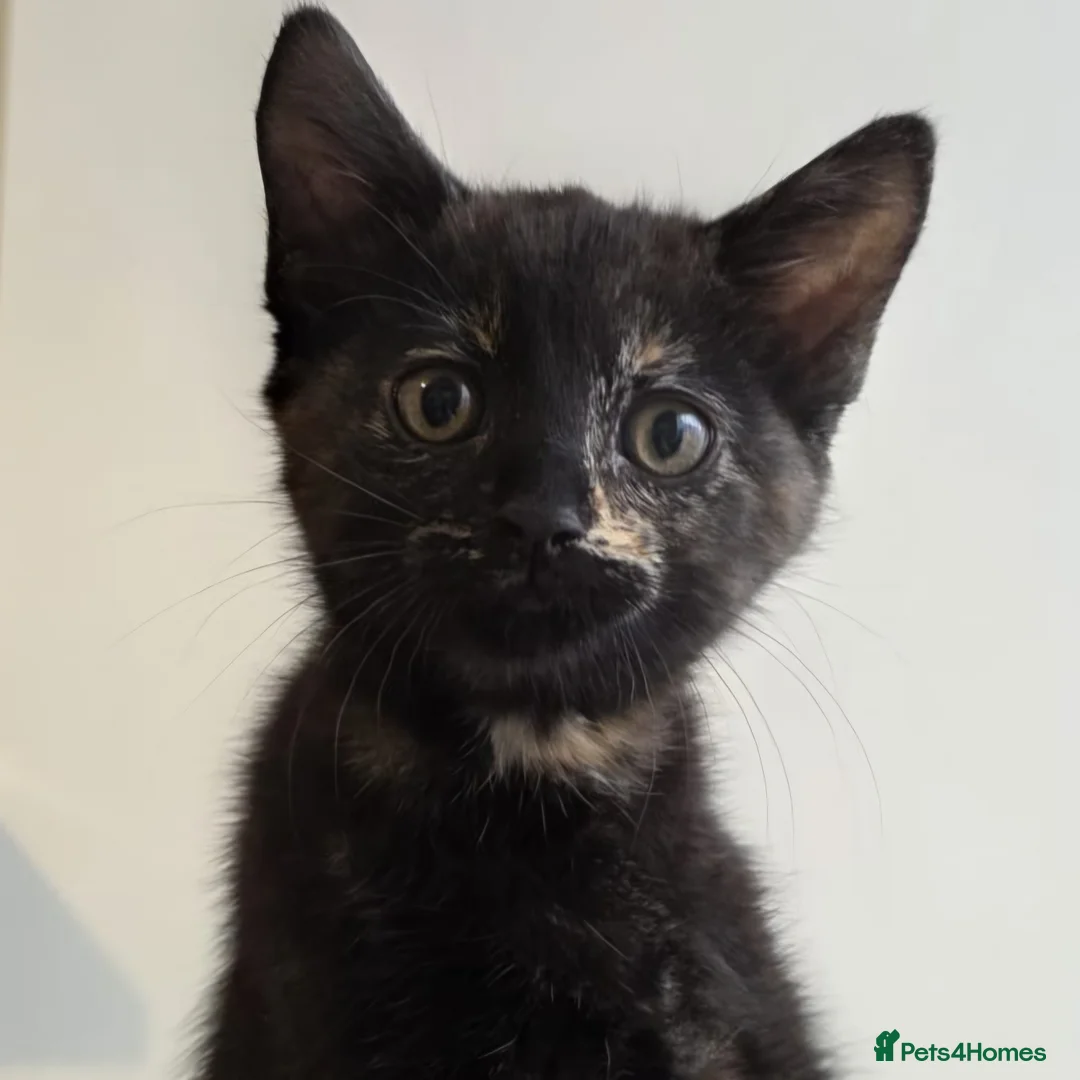 Mixed Breed cats for sale: Mixed Breed Kittens - Advert 6