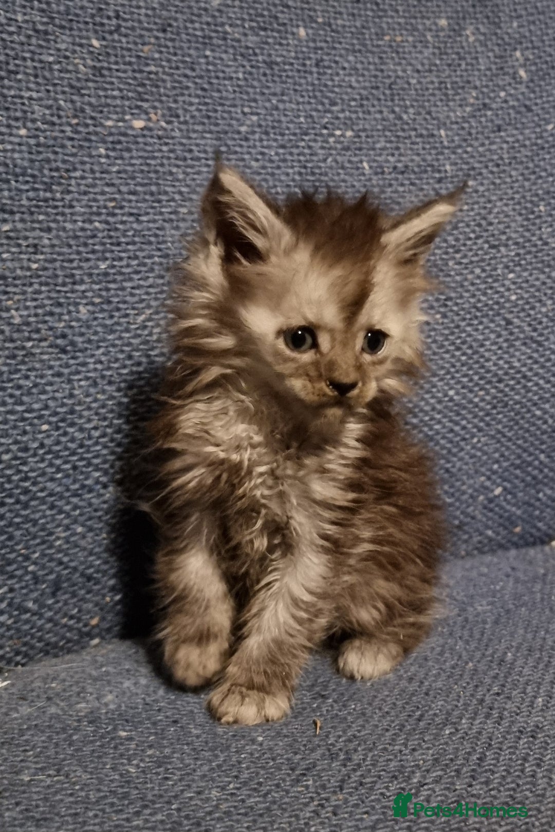 Maine Coon cats for sale: Pedigree GCCF registered Maine Coon Kittens  - Advert 17
