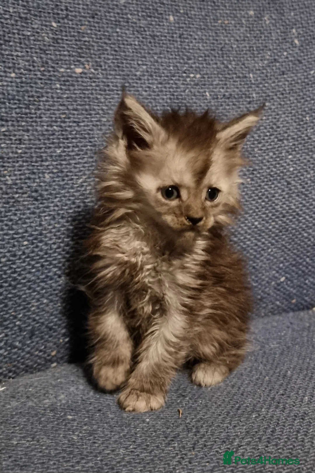 Maine Coon cats for sale: Pedigree GCCF registered Maine Coon Kittens  - Advert 17