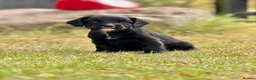 Sprocker dogs for sale: Sprocker puppies make ideal pets! - Advert 7