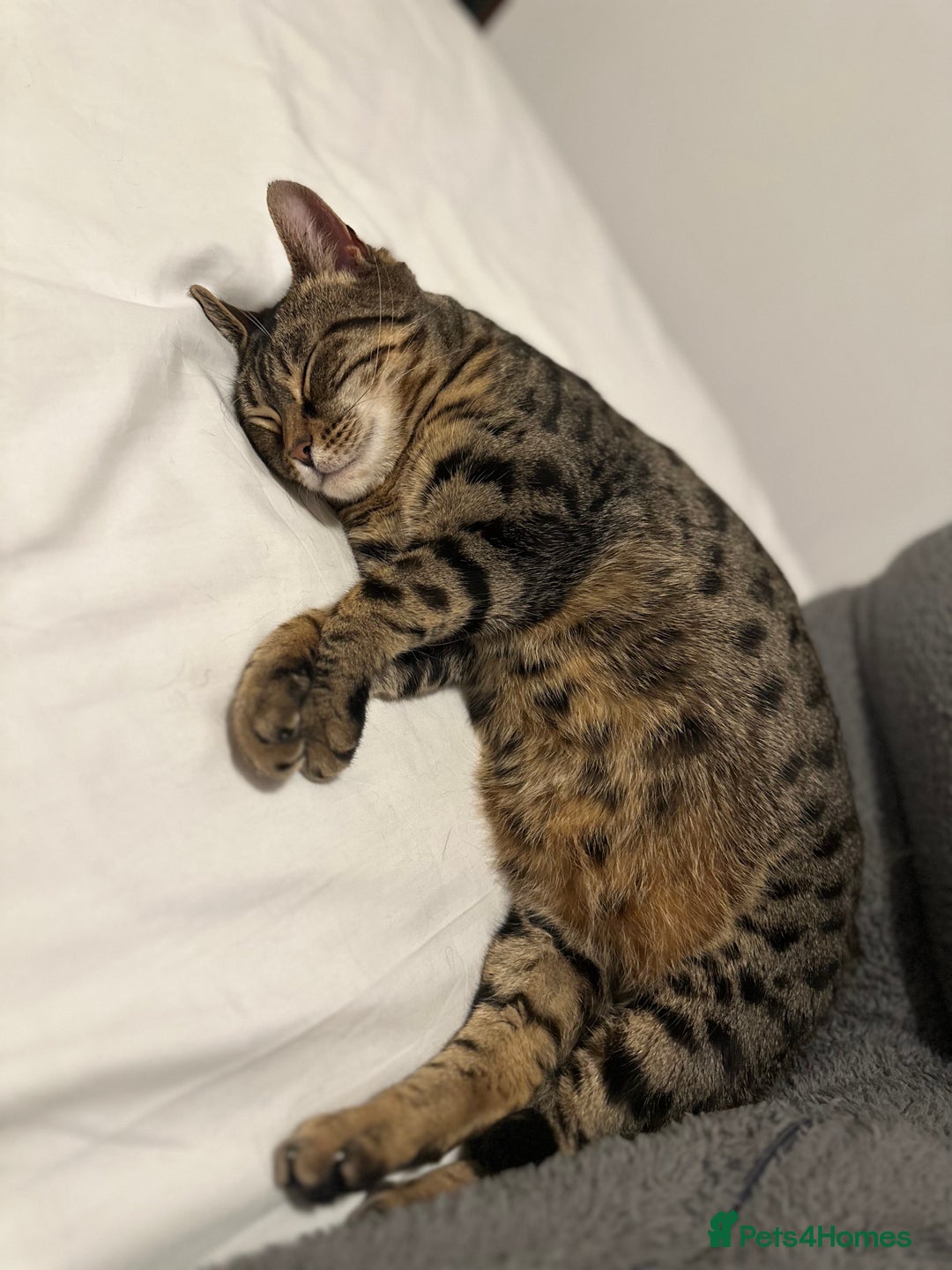 Mixed Breed cats for sale: Khaleesi, half bengal cat looking for a new home - Image 1