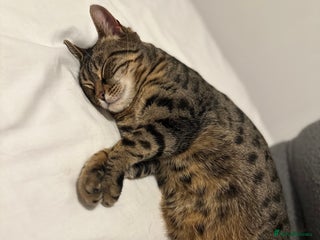 Mixed Breed cats - Advert 8