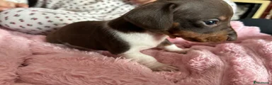 Miniature Dachshund Puppy 4