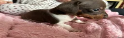Miniature Dachshund dogs for sale: Beautiful miniature dachshund puppies  in St. Neots - Advert 2