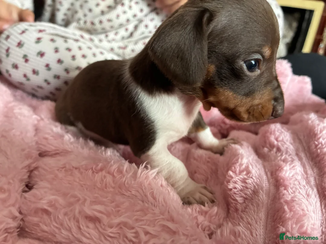 Miniature Dachshund dogs for sale: Beautiful miniature dachshund puppies  in St. Neots - Advert 2