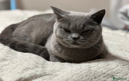 British Shorthair cats for sale: Beautiful blue girl - Image 4