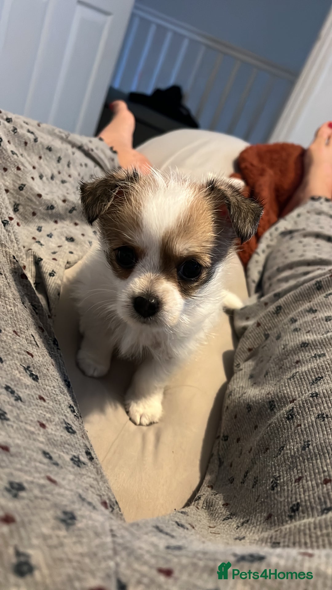 Pomchi dogs for sale: Beautiful Male pomchi pup - Image 3