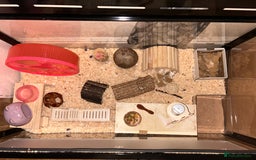 Hamster rodents for sale: Syrian hamster and set up - Image 5