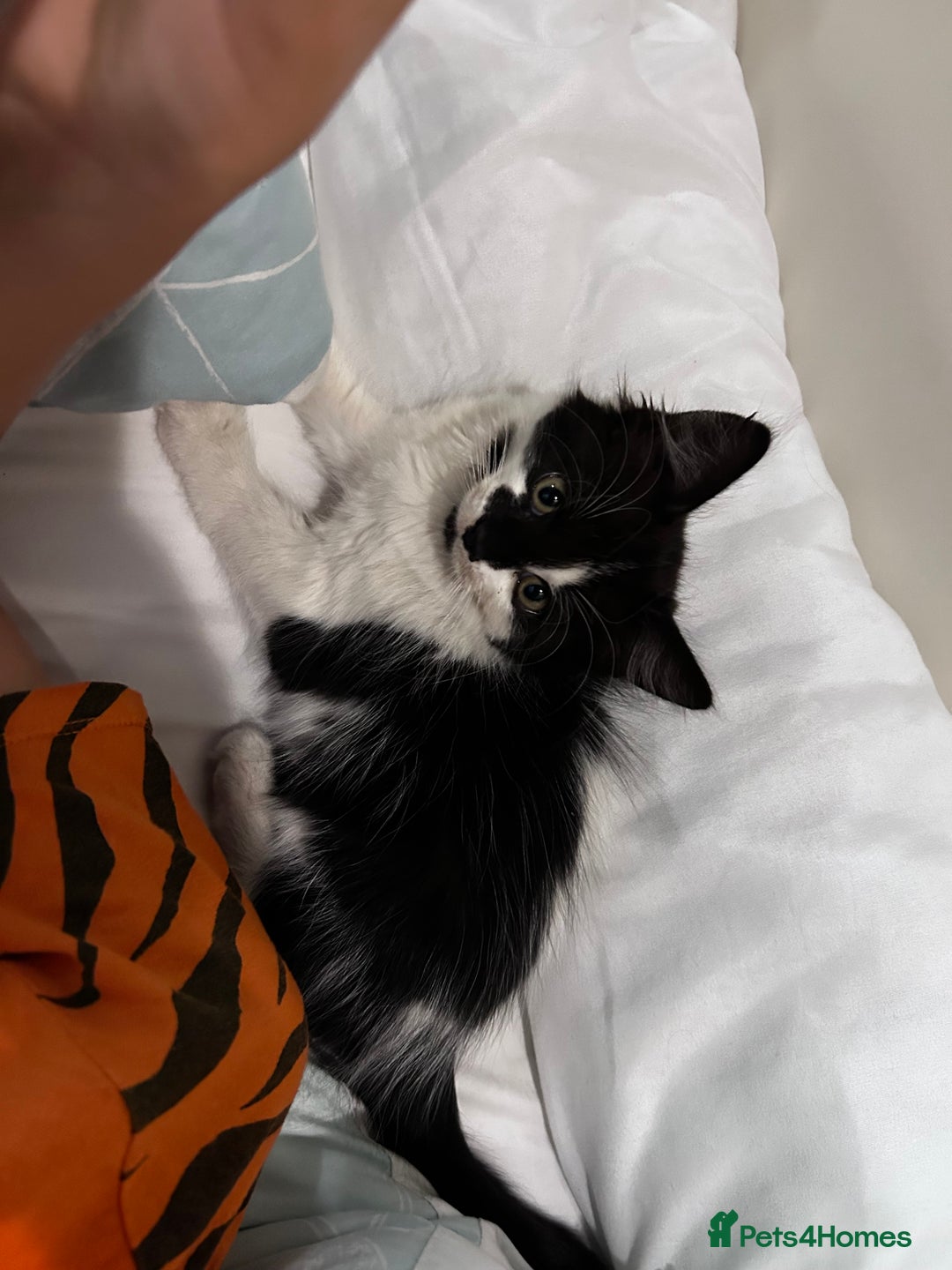 Mixed Breed cats for sale: Kitty - Image 2