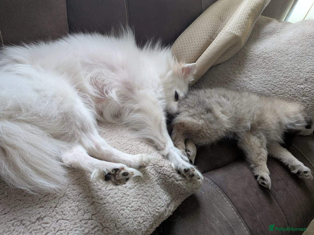 Mixed Breed dogs for sale: Beautiful Pomeranian cross  - Advert 6