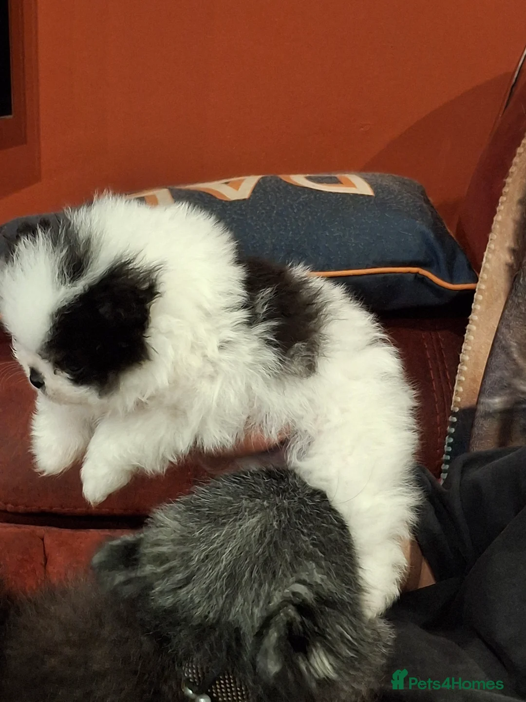 Pomeranian dogs for sale:  **  Pedigree  **  Girl Pomeranian in Port Talbot - Advert 2