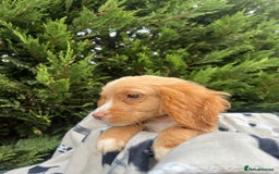 Cocker Spaniel dogs for sale: Five beautiful cocker spaniels - Image 11