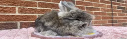 Angora rabbits for sale: Baby angoras - Advert 4