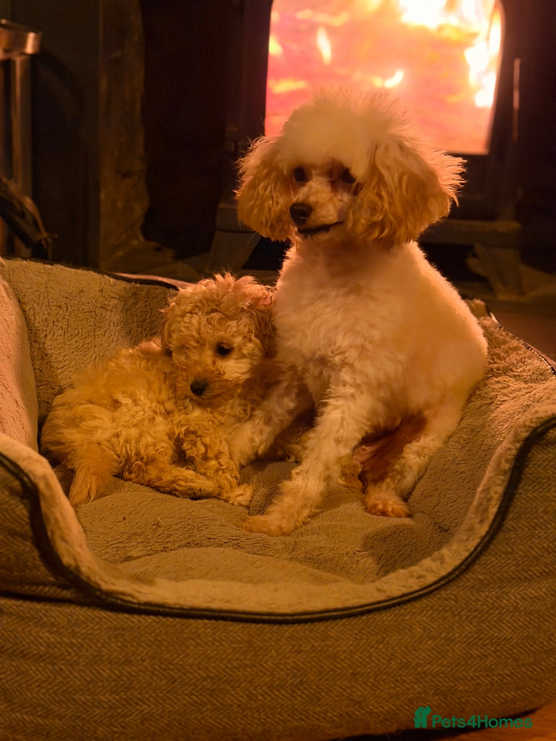 Toy Poodle dogs for sale: Toy Poodle puppy - Advert 7