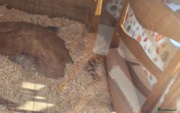 Snake reptiles for sale: Hognose snake  - Advert 3