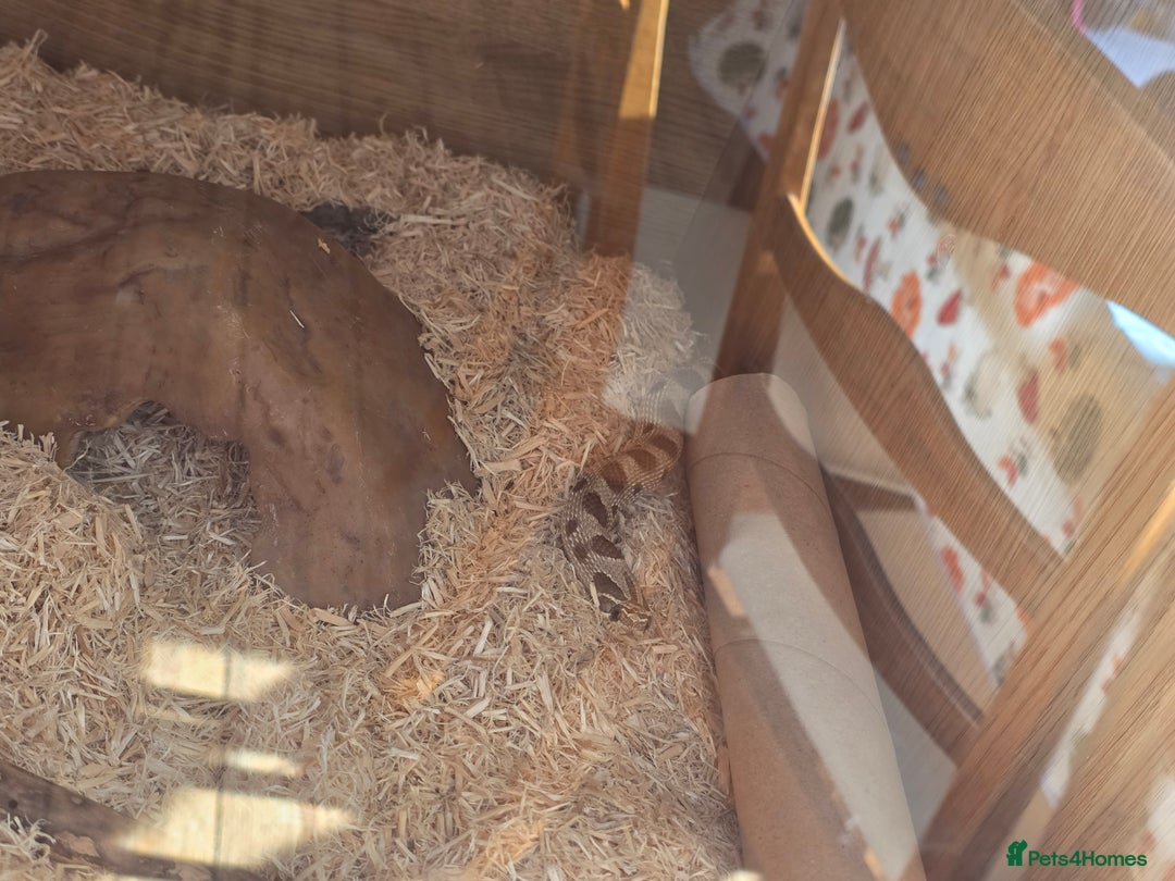 Snake reptiles for sale: Hognose snake  - Advert 3