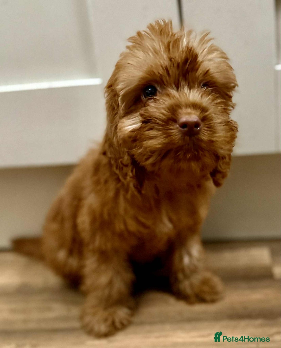 Cockapoo dogs for sale: Rehomed biscuits looking for 5*home - Image 18