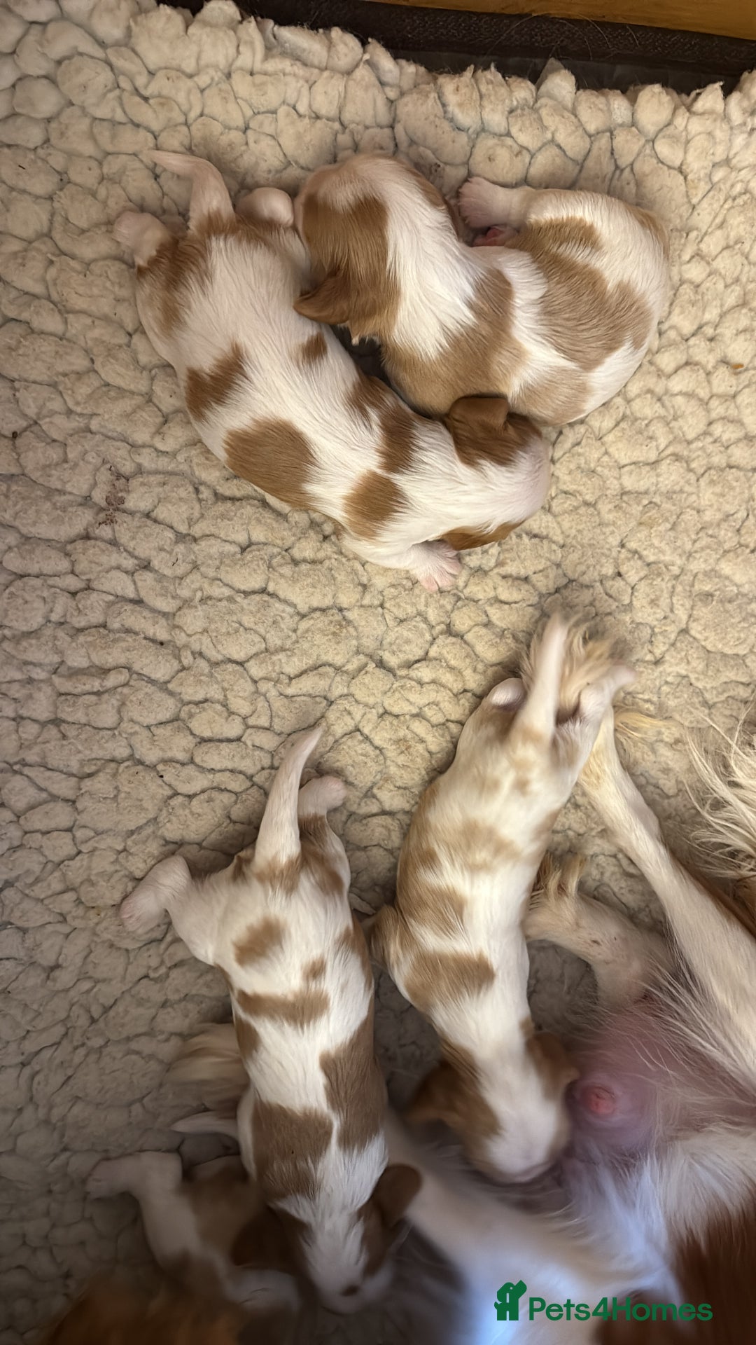 Cavalier King Charles Spaniel dogs for sale: KC reg Cavalier King Charles pups DNA clear - Advert 2