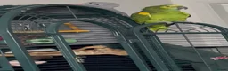 Parrots birds for sale: Talkative Amazon parrot in Thirsk - Advert 4