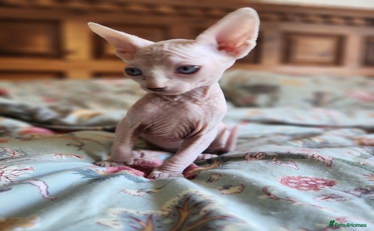 Sphynx cats - Advert 3