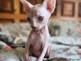 Sphynx cats - Advert 5