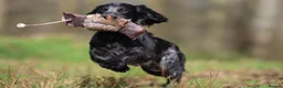 Cocker Spaniel dogs for stud: Blue Roan working cocker  - Advert 8