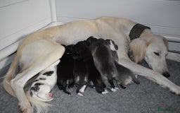 Saluki dogs for sale: ✨Exceptional Saluki Puppies from Iranian Imports✨ - Image 6