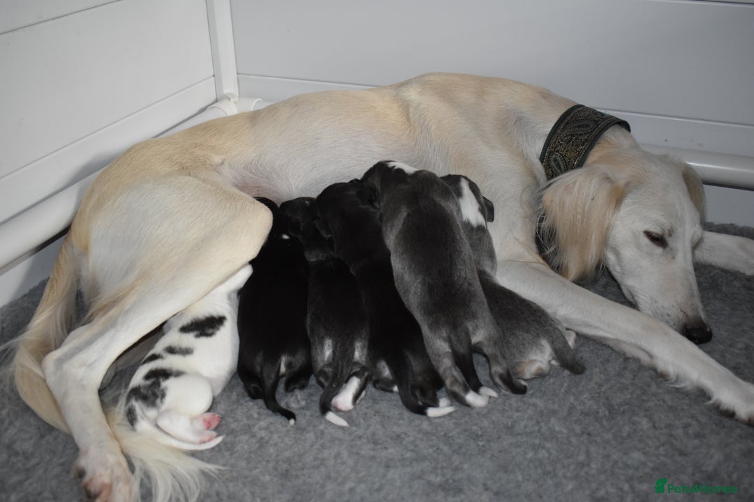 Saluki dogs for sale: ✨Exceptional Saluki Puppies from Iranian Imports✨ - Image 6