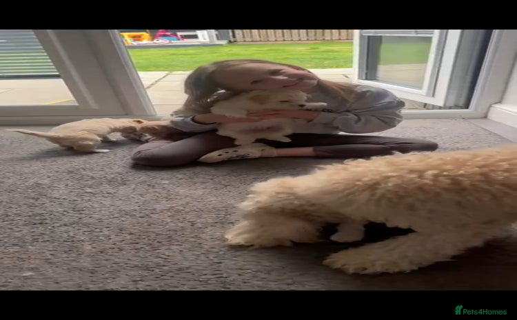 Poochon dogs - Advert 1