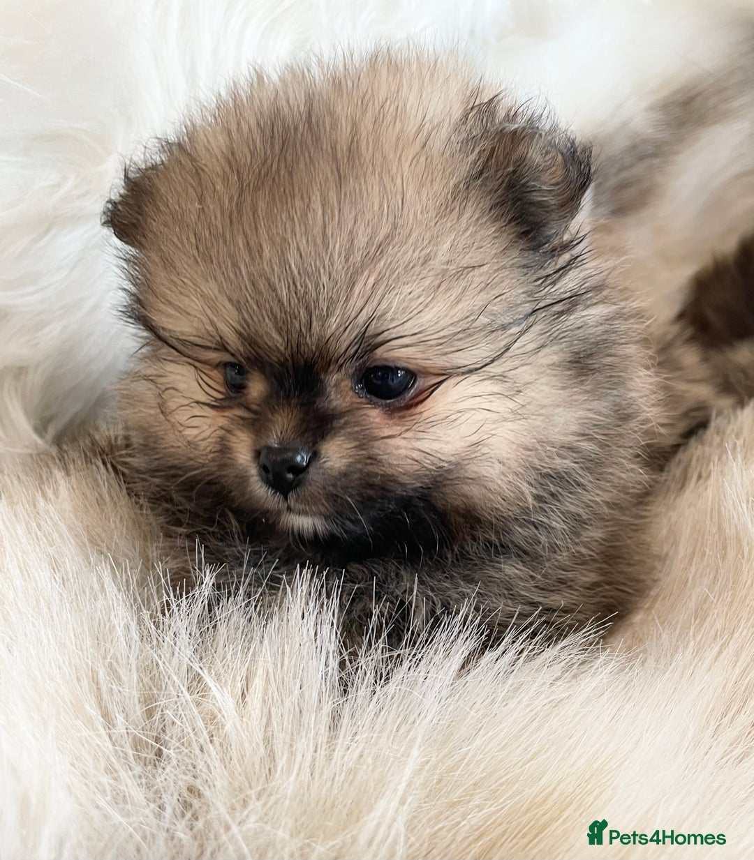 Pomeranian dogs for sale: OUTSTANDING KC POMERANIAN PUPPYS AVAILABLE  - Advert 17