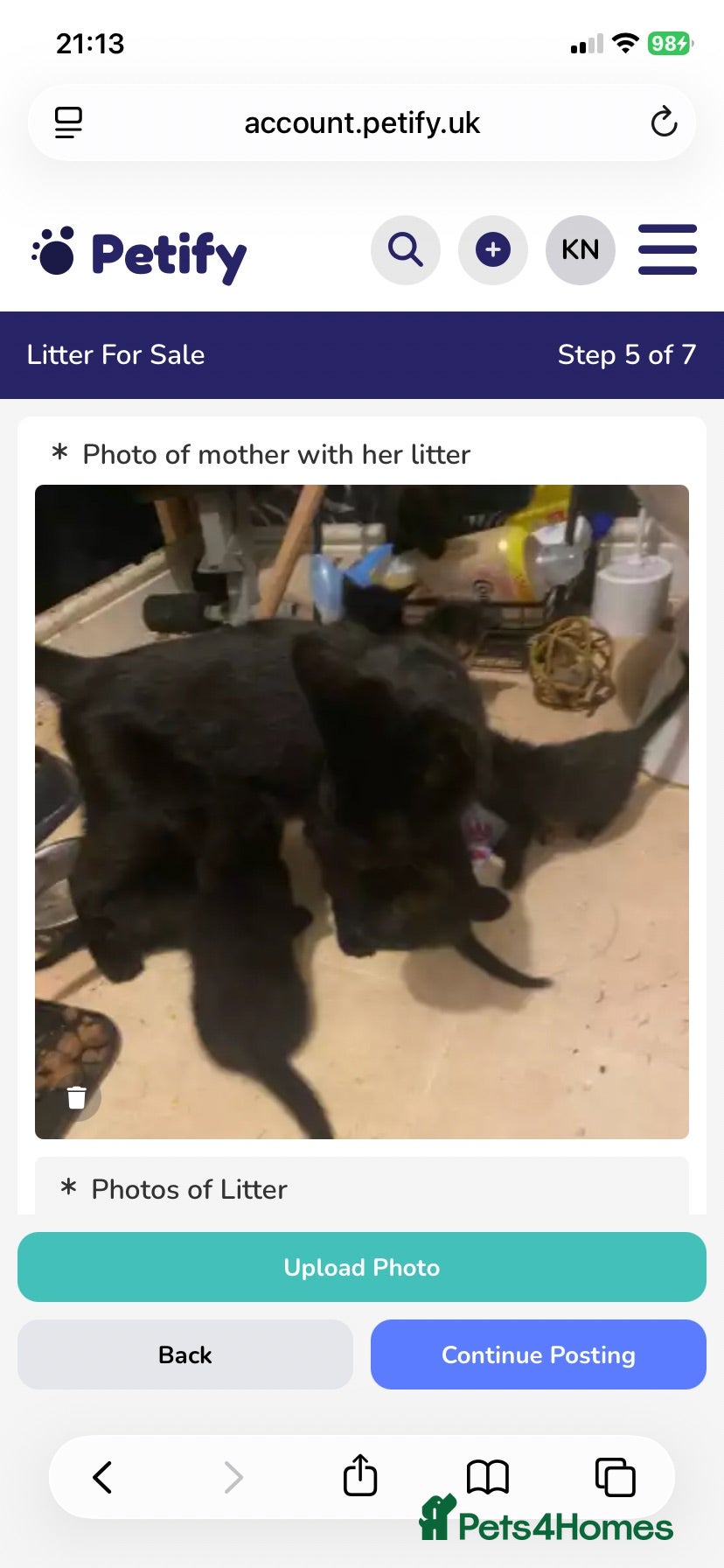 Mixed Breed cats Beautiful 😻  - Advert 2