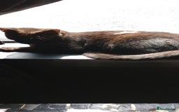 Mixed Breed cats for sale: 3 ADORABLE STRIPEY FURBALLS  - Image 21