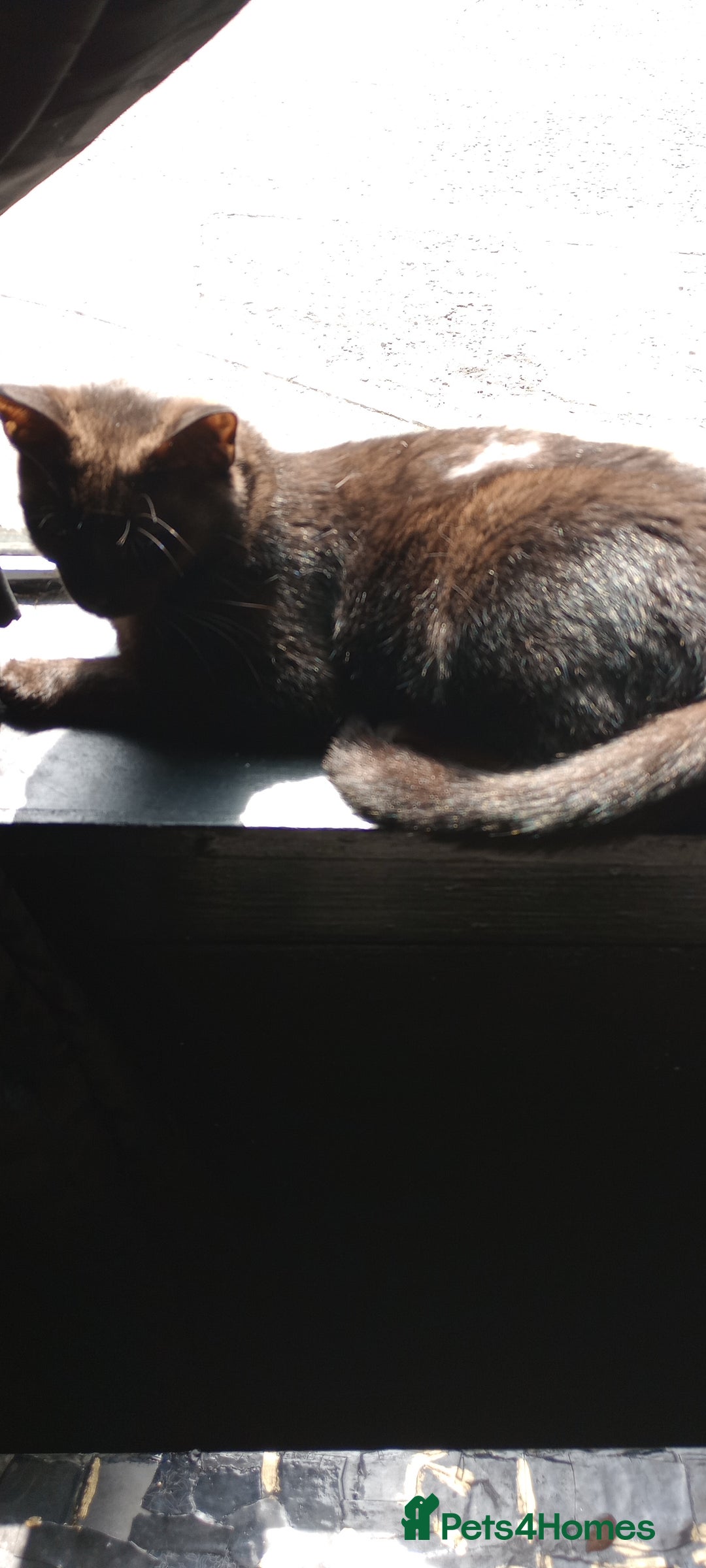 Mixed Breed cats for sale: 3 ADORABLE STRIPEY FURBALLS  - Image 21