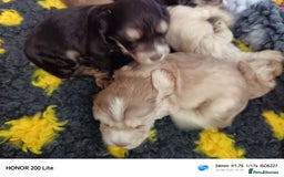 Cocker Spaniel dogs for sale: Show type Cocker spaniel puppy's KCR - Image 4