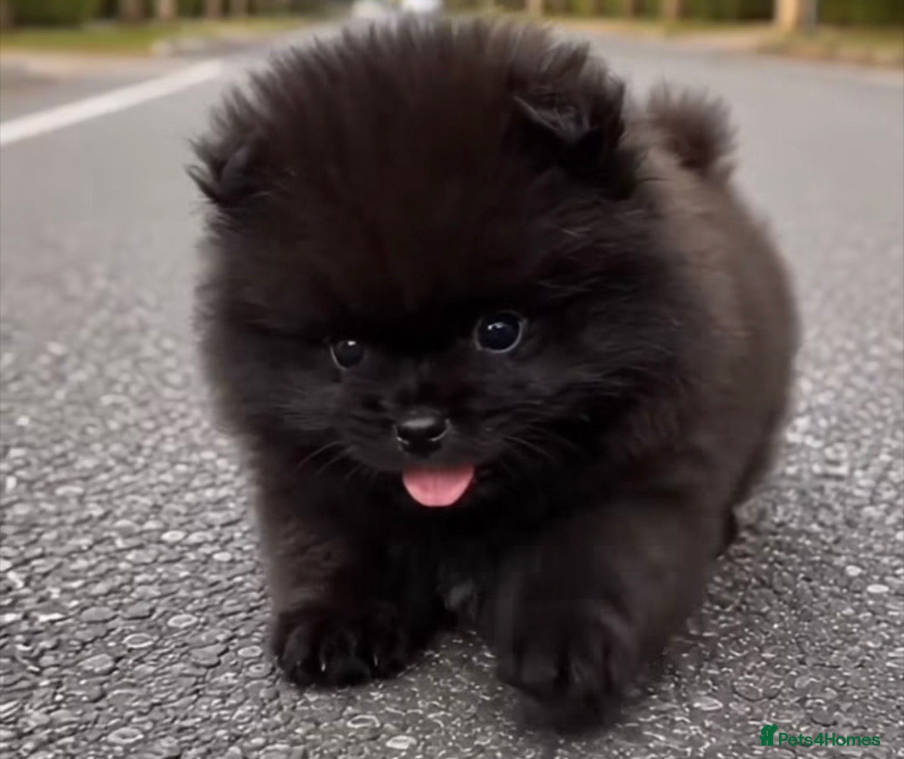 Pomeranian dogs Russian/Taiwan Pomeranian puppies - Advert 14